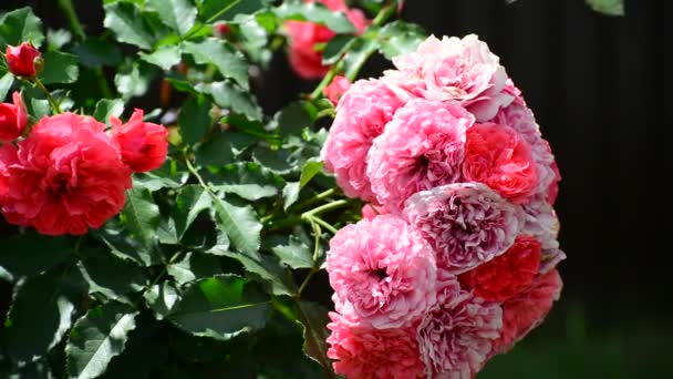 Cespuglio abbondantemente fiorito di rose rosa — Video Stock