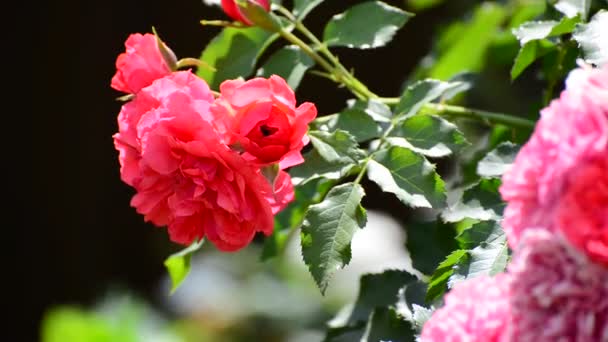 Abundantly flowering bush of pink roses — Stock Video