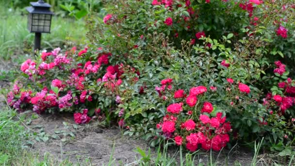 Cespuglio abbondantemente fiorito di rose rosa — Video Stock