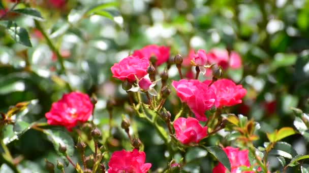 Üppig blühender Strauch aus rosa Rosen — Stockvideo