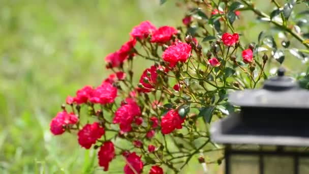 Arbusto floreciente de rosas rosadas — Vídeos de Stock