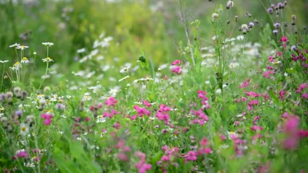 Détail des prairies sauvages dans la partie centrale de la Russie — Video