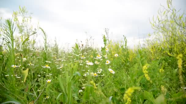 Rusya orta kısmında vahşi meadows detay — Stok video