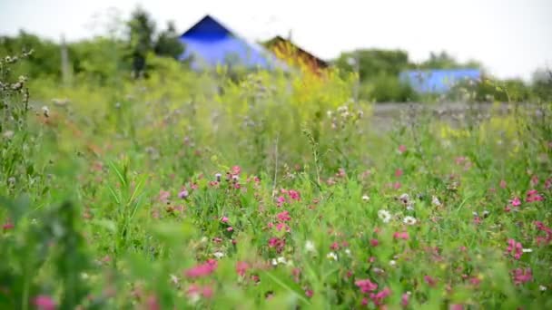 Rusya orta kısmında vahşi meadows detay — Stok video