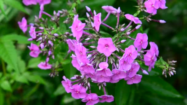 Roze phlox gewassen door regen — Stockvideo