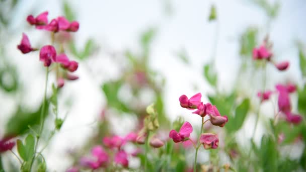 Fleurs sauvages roses dans la brise — Video