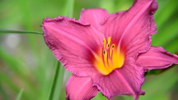 Lirio rosa en primer plano de macizo de flores — Vídeos de Stock