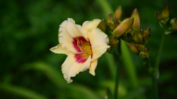 lys jaune en gros plan sur le parterre de fleurs 