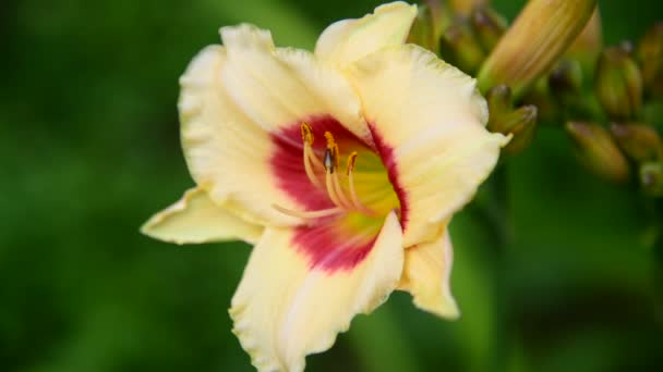 Gelbe Lilie im Blumenbeet in Nahaufnahme — Stockvideo