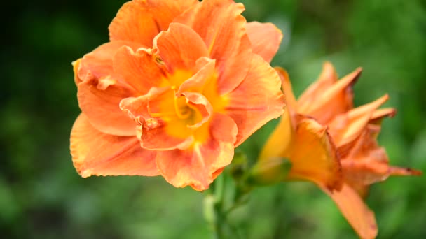 Lirio naranja en primer plano de macizo de flores — Vídeos de Stock