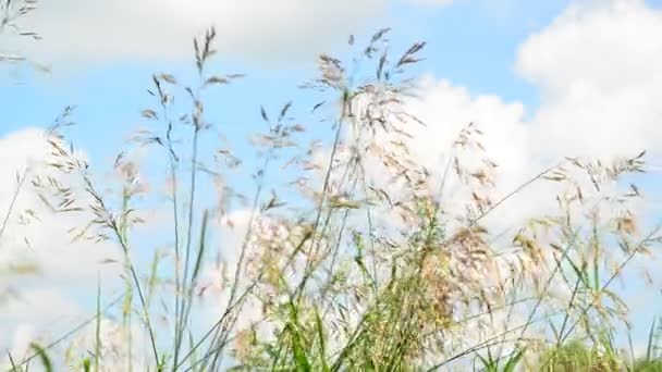 Wild oats kymácí ve větru proti obloze — Stock video