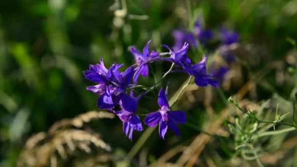 Blue flower on a meadow in central part of Russia — Stock Video