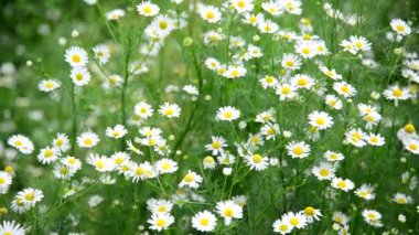 Birçok papatya büyüyen çayır, Rusya Federasyonu