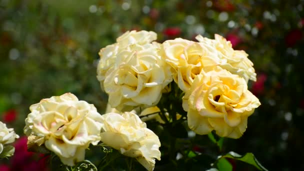 Bush flowerbed içinde adet Sarı Gül — Stok video