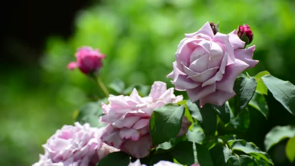 Rosa buskrosor i blomsterrabatten — Stockvideo