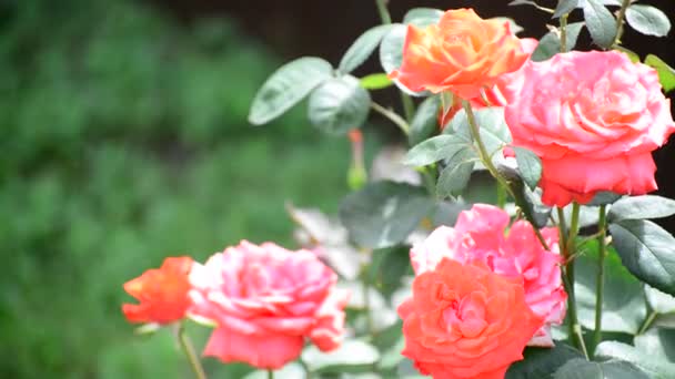 Rosa buskrosor i blomsterrabatten — Stockvideo