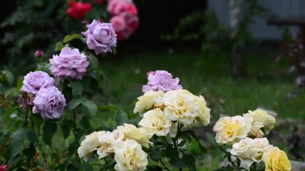 Фрагмент сада с розами разных цветов — стоковое видео