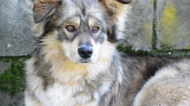 Köpek akıllı gözleri olan tuğla duvara yatıyor