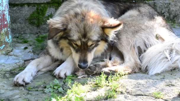 雑種犬は、舗装の上に横たわる骨を食べています。 — ストック動画