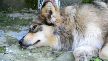 Duvara yakın uyku kafa kırma