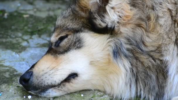 Tête bâtard dormant près du mur 