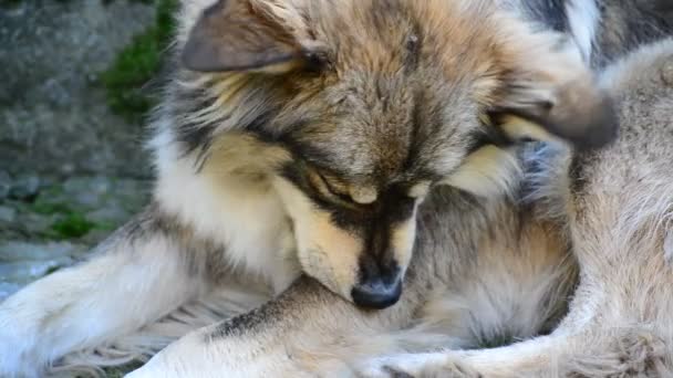 Dog licks wool and catches fleas — Stock Video