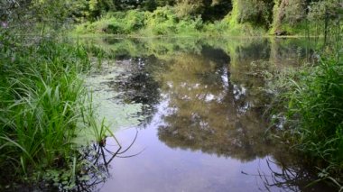 nehir sazlık ve duckweed, Orta Rusya