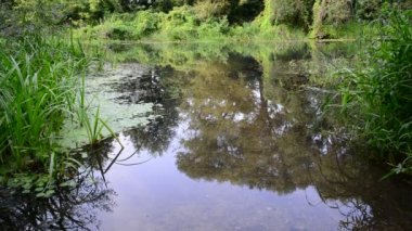 nehir sazlık ve duckweed, Orta Rusya