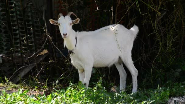 Chèvre blanche en laisse debout près de la clôture 