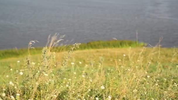 Landschap met rivier in Rusland — Stockvideo