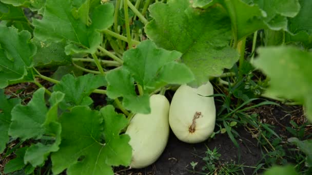 Los calabacines crecen en el jardín — Vídeos de Stock