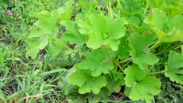 Zucchini wachsen im Garten — Stockvideo