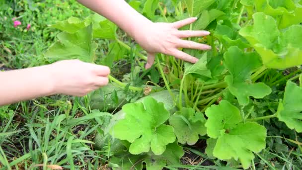 Frau zupft reife Zucchini — Stockvideo