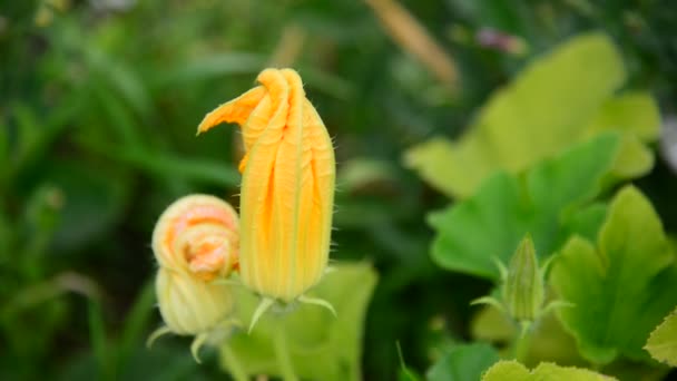 Calabacín floreciente en el jardín — Vídeo de stock