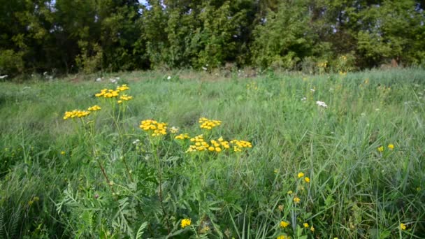 Tansy fleurs sur prairie dans la partie centrale de la Russie — Video