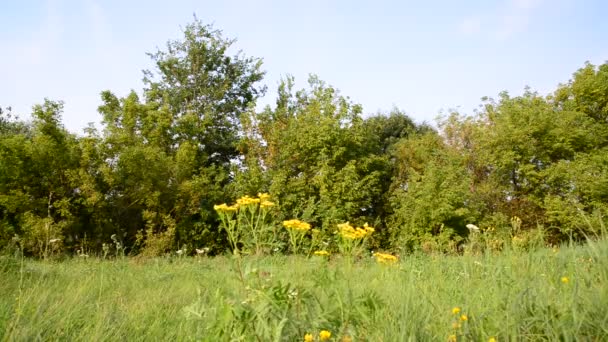 Flores de Tansy em prado na parte central da Rússia — Vídeo de Stock