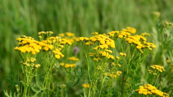 Gele bloei Boerenwormkruid close-up in de natuur — Stockvideo