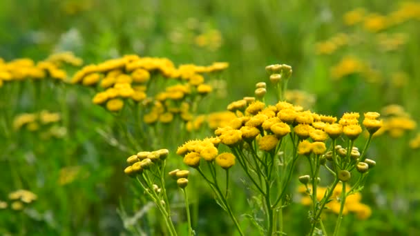 Fiore giallo tanaceto da vicino in natura — Video Stock