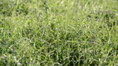 Islak çimen çiy closeup ile
