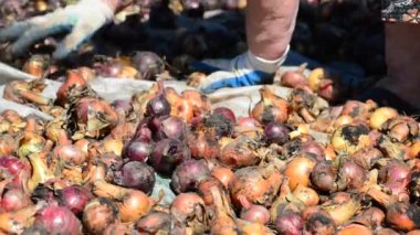 Güneşte kurutma soğan kadın koyar