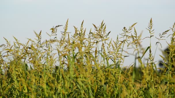 Wild meadow grass in sunset light — Stock Video