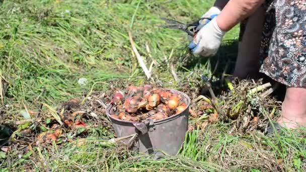 le producteur coupe l'oignon avec des ciseaux 