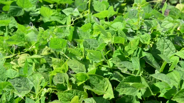 Detail van het veld met de jonge spruiten string bean — Stockvideo