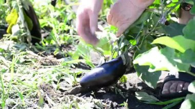 Bahçıvan patlıcan bahçeden tatili.