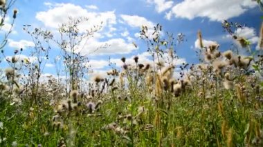 Pembe ekmek thistle güneşli tohumları ile