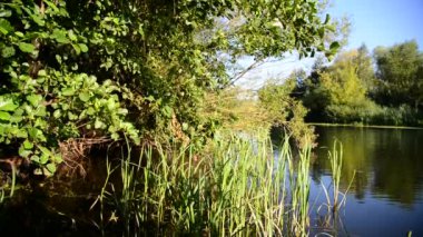 Nehir kıyısında ağaçları ile