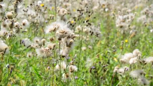 Cardo di scrofa rosa con semi nella giornata di sole — Video Stock