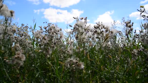 Rosa sugga tistel med frön — Stockvideo