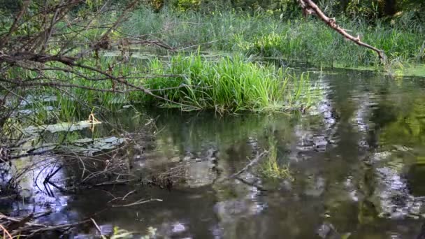 Річка з деревами на березі — стокове відео