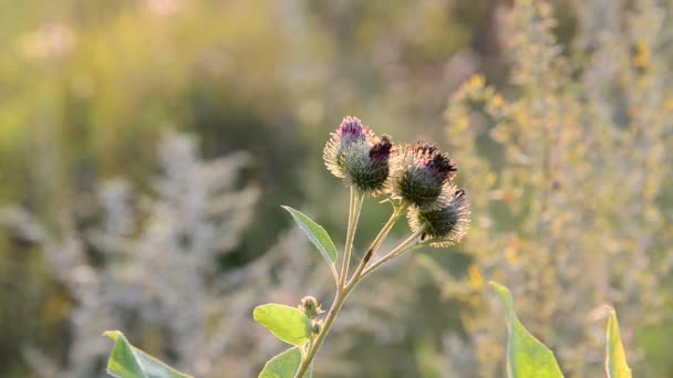 Agrimony in sunset light in August — Stock Video